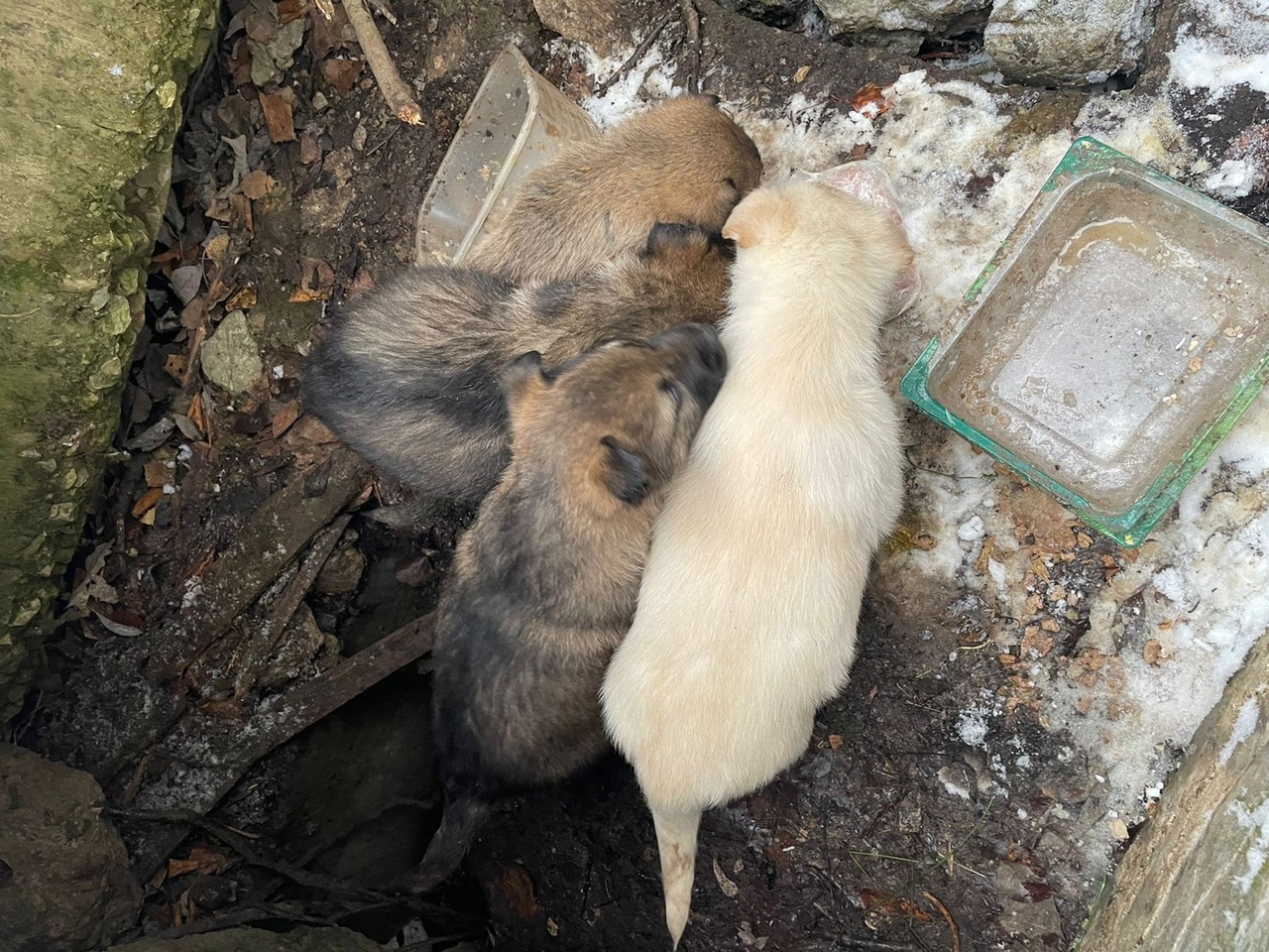 11 замерзающих около сыктывкарского ЛПК щенков нашли свой новый дом за пару дней