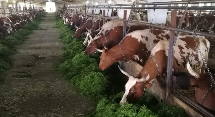 На пожаре в Коми погибли 72 коровы