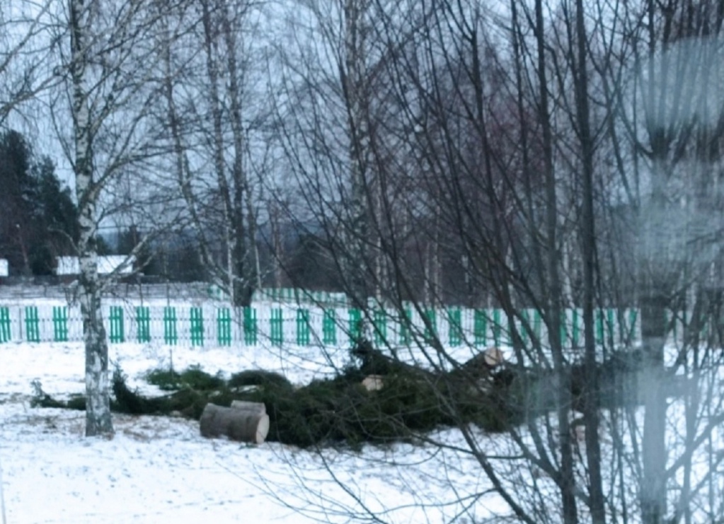 Жителей Коми возмутила срубленная елка около аллеи памяти участникам ВОВ