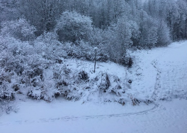 Жители Коми увидели на снегу следы волков