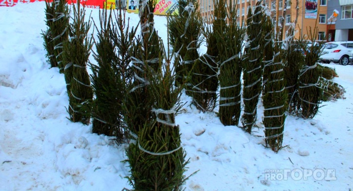 Сыктывкарские экоактивисты рассказали, какую елку лучше всего ставить дома