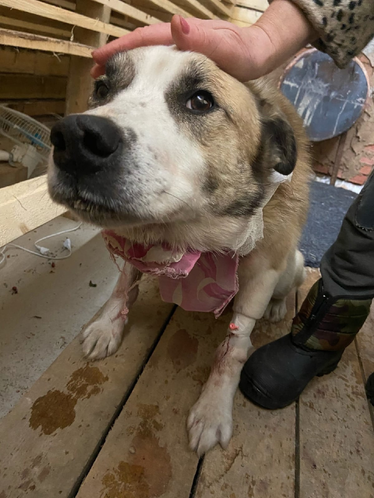 Под Сыктывкаром снова заметили волков