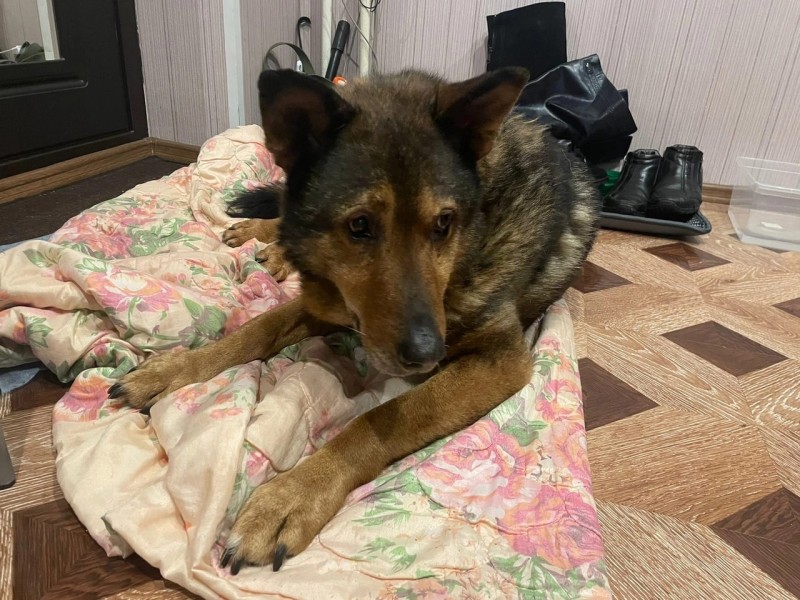 Около 40 подопечных сыктывкарского приюта для животных пережидают морозы на передержках