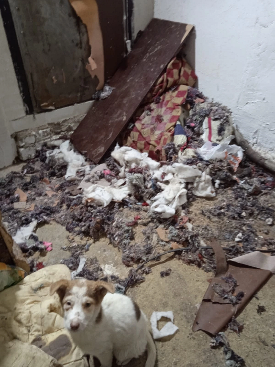 В Коми в адских условиях недостроенного приюта массово гибнут щенки