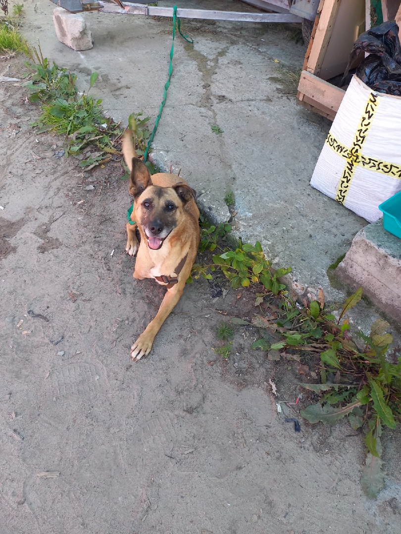 Сыктывкарские волонтеры рассказали трогательную историю, как спасли изувеченную собаку