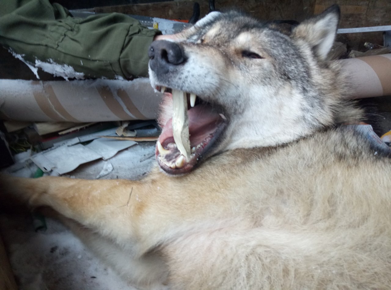 В Коми с начала года поймали полсотни волков