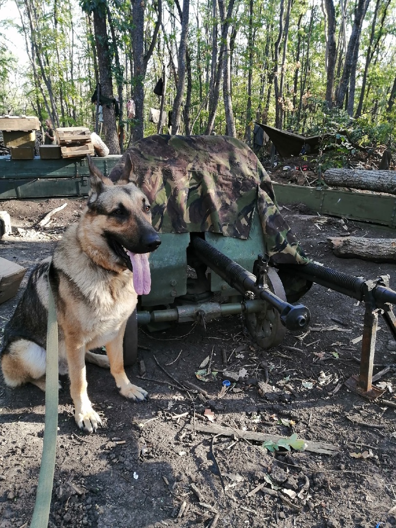 Памятник псу-герою Сармату из Коми планируют открыть в годовщину его гибели