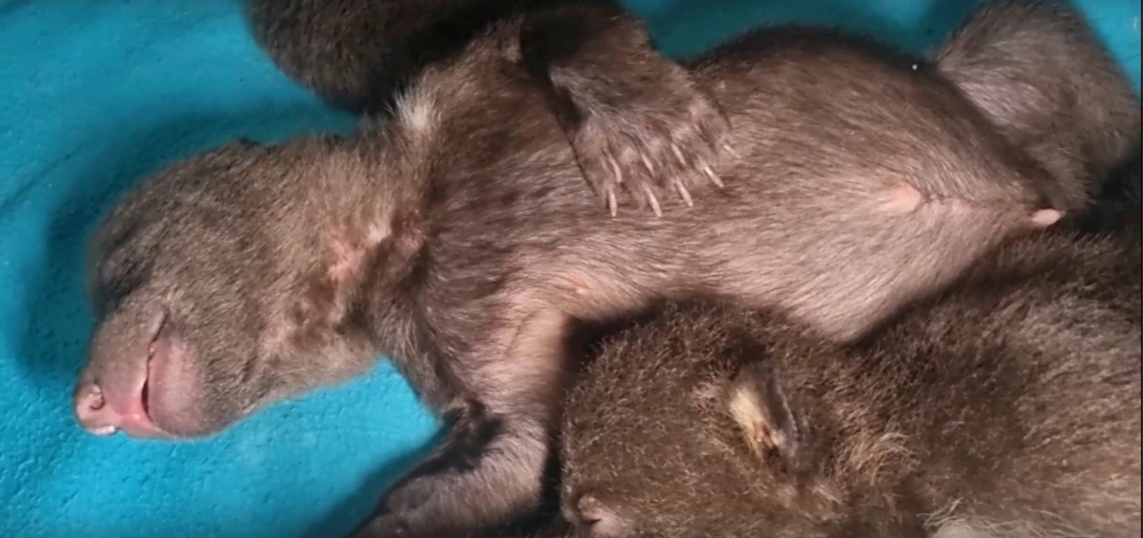 Медвежата-сироты из Коми почти адаптировались в центре спасения животных