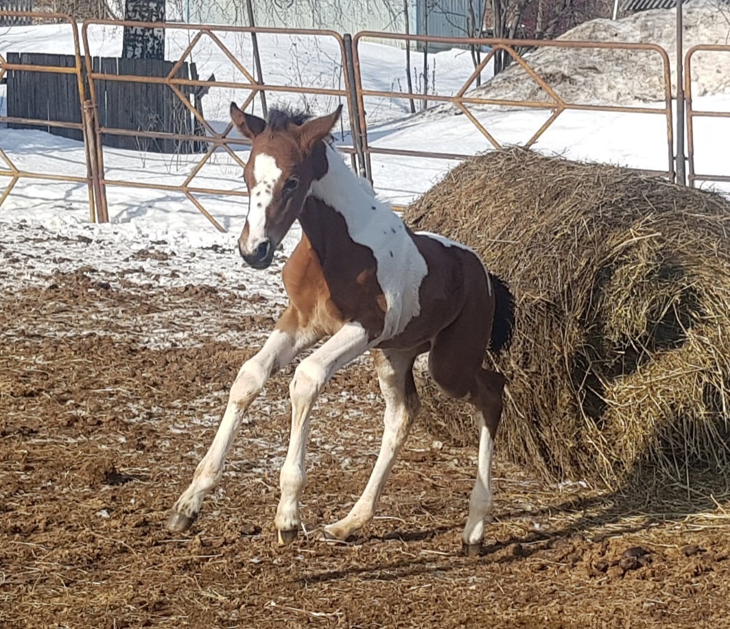 В Сыктывкаре родились лошади редкой для России породы 