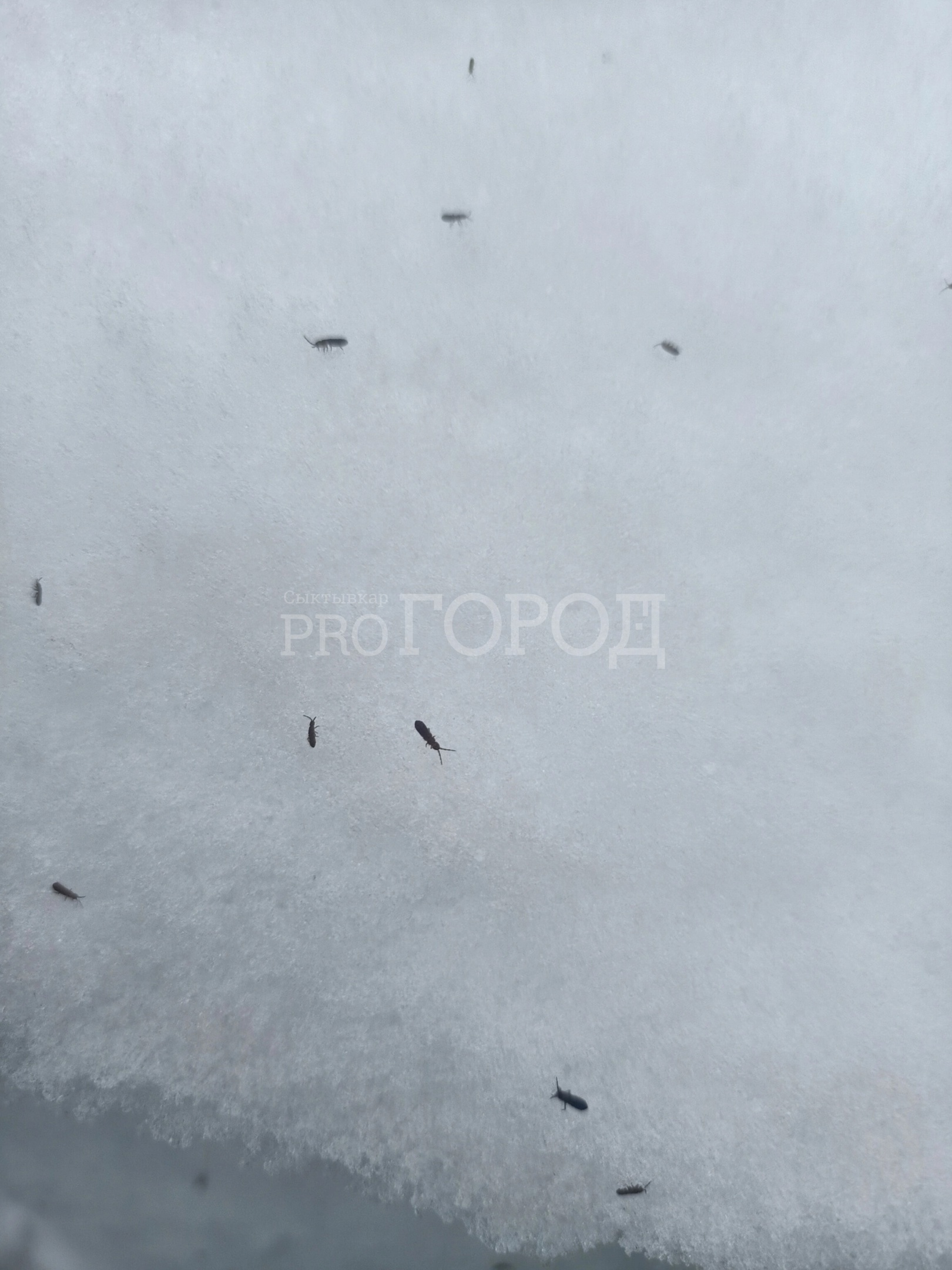 “Весь снег усыпан блохами”: сыктывкарку напугали насекомые около дома