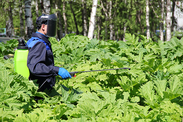 В Коми завезли семена подсолнечника с опасным агрессивным сорняком