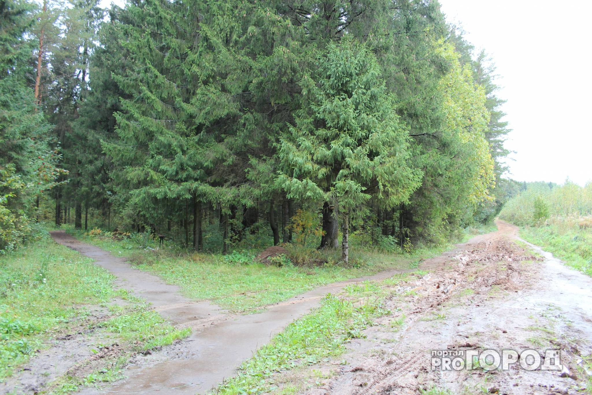 В Коми завершились поиски пропавшего грибника с родинкой на лице