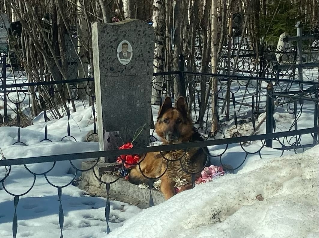 В Сыктывкаре пес уже пятый день сидит у могилы на кладбище