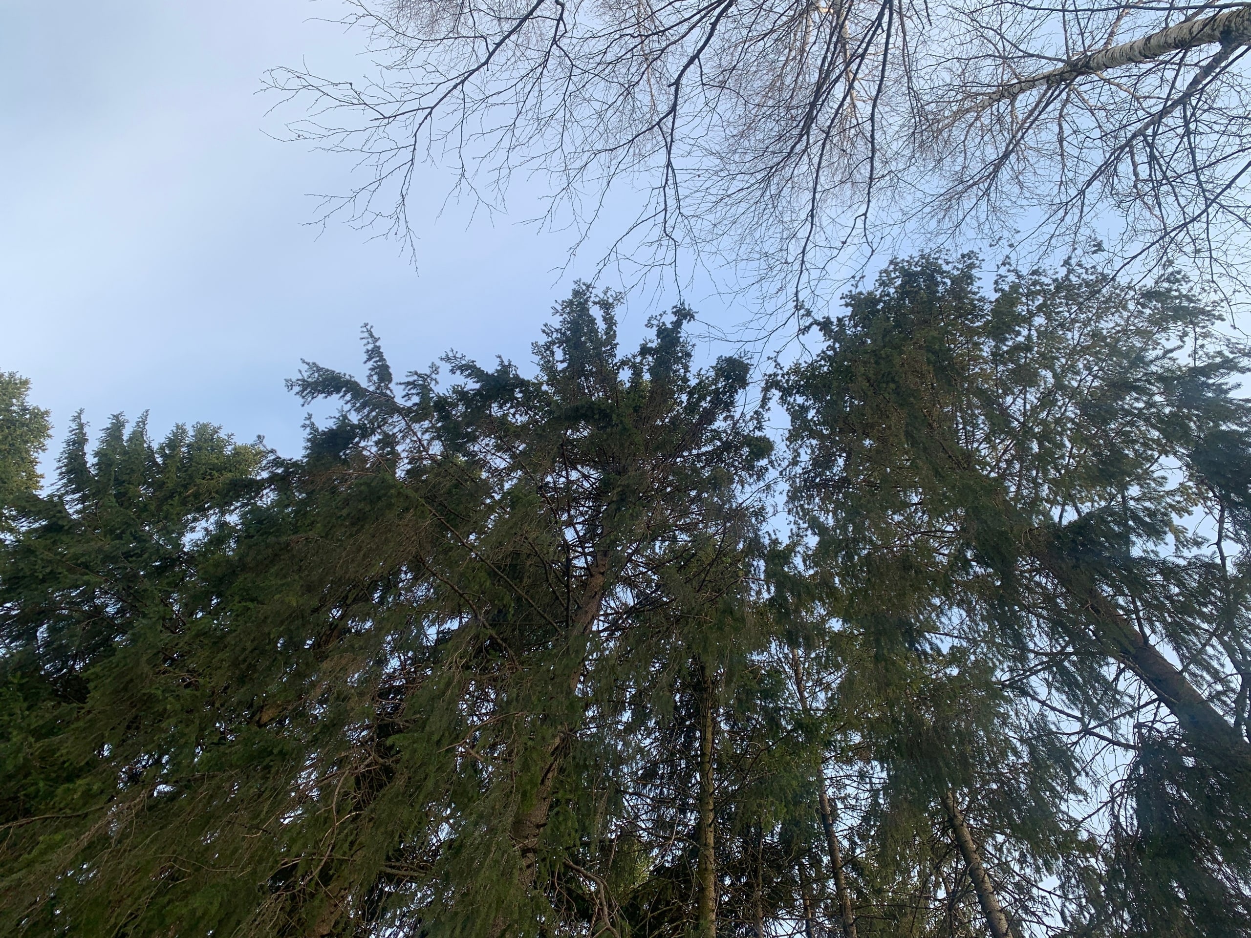 Тепло и ясно: погода в Коми на 19 апреля