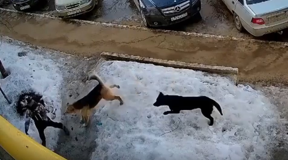 "Собаки жрут людей": жители Коми жалуются на нападения псов