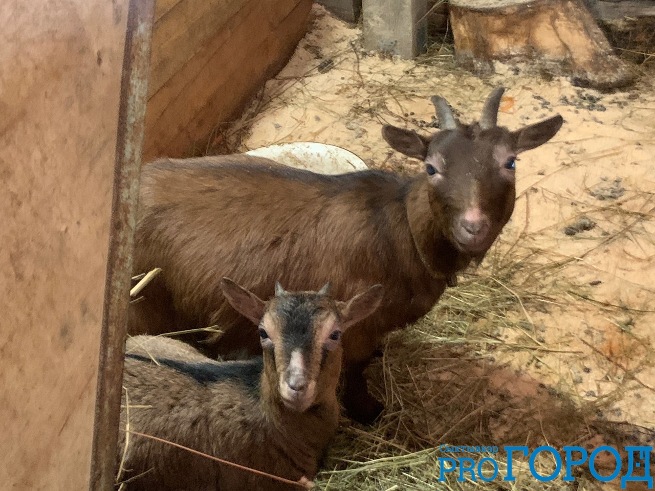 В Коми девушка сожгла животных своих приемных родителей