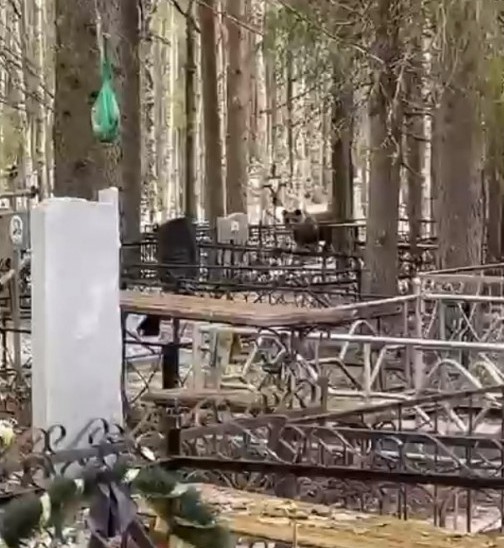 В Сыктывкаре усилят охрану кладбища, где появился медведь