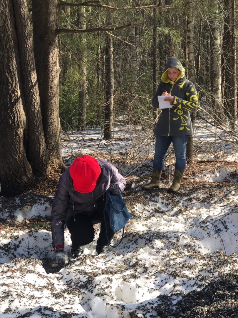 Клещи укусили шестерых жителей Коми, в том числе ребенка