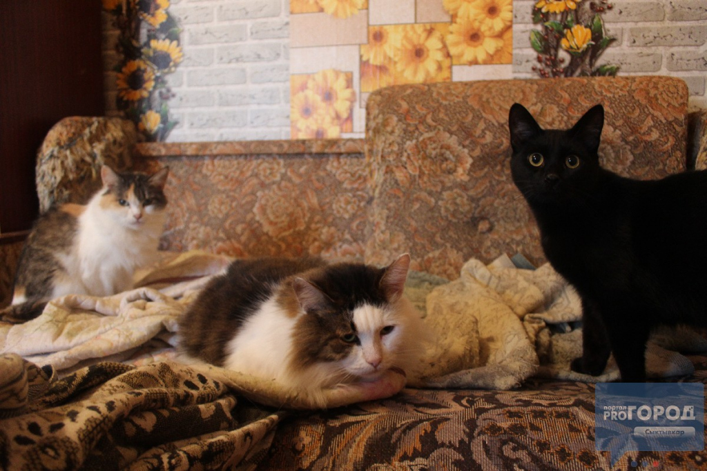 В Коми женщину заставили избавиться от двух десятков кошек