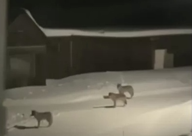 Один из жителей Коми добыл 18 волков в 2022 году