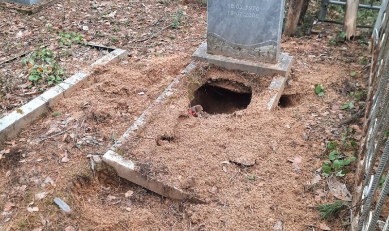 В Сыктывкаре медведь разрыл могилу на кладбище