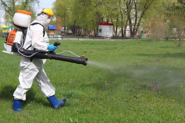 За неделю в Коми клещи покусали 31 человека