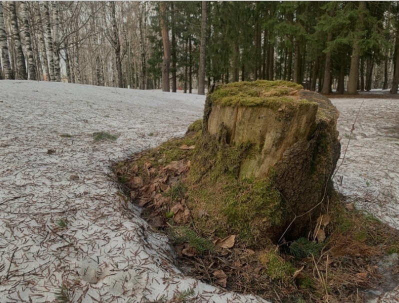 Бывшего главу села в Усть-Куломском районе осудили за вырубку леса