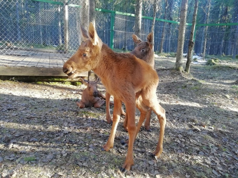 На лосеферме в Коми родился еще один теленок