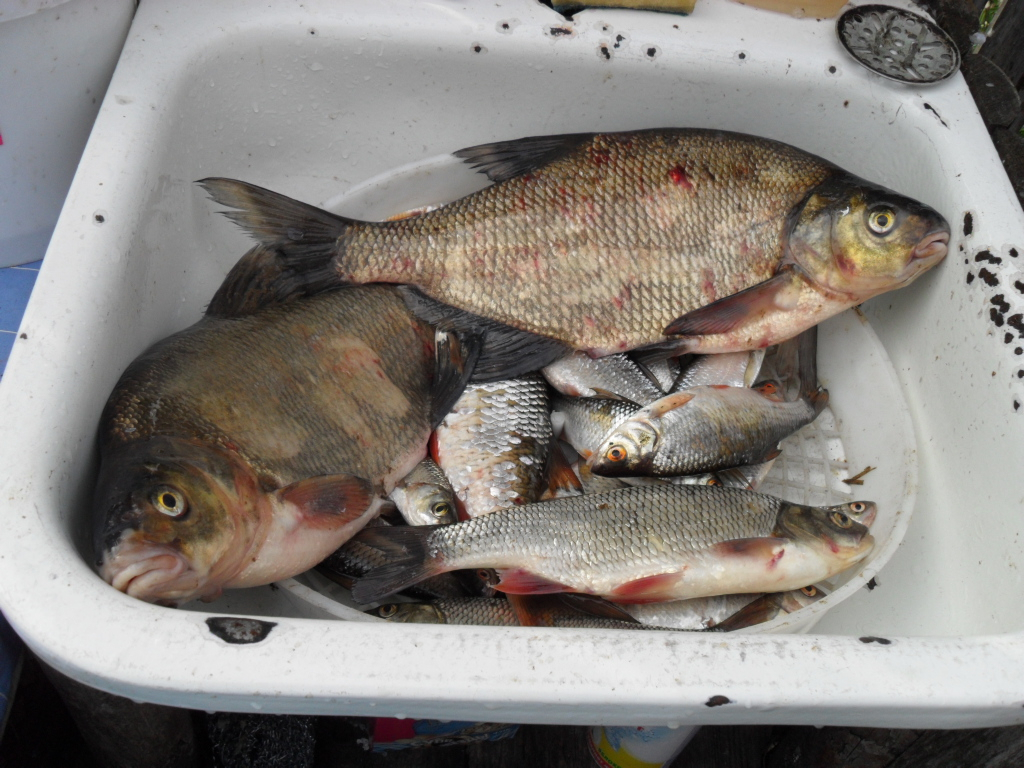 В Коми стали ловить на 30% больше рыбы