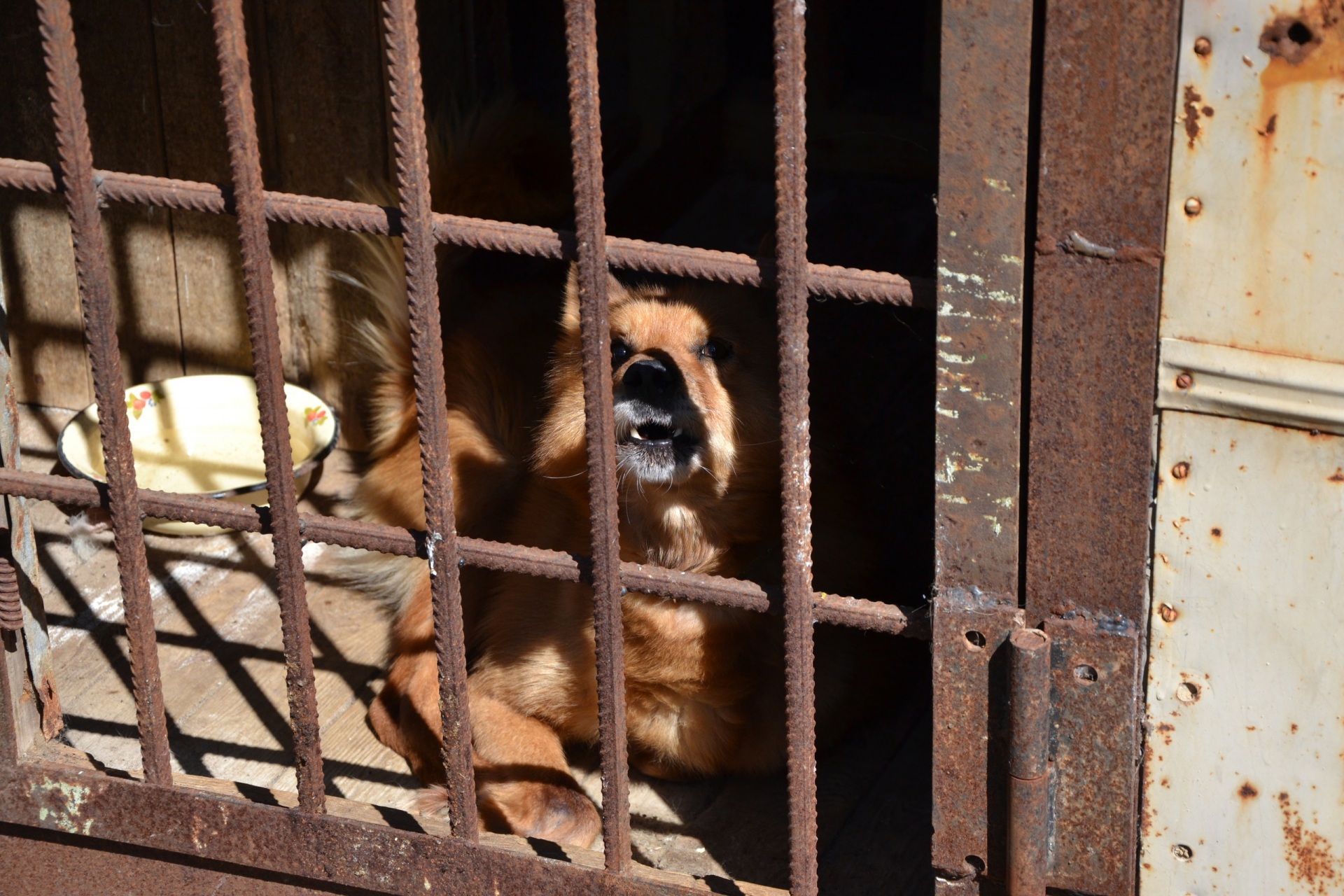 В Коми неизвестные установили вольеры для собак около жилых домов