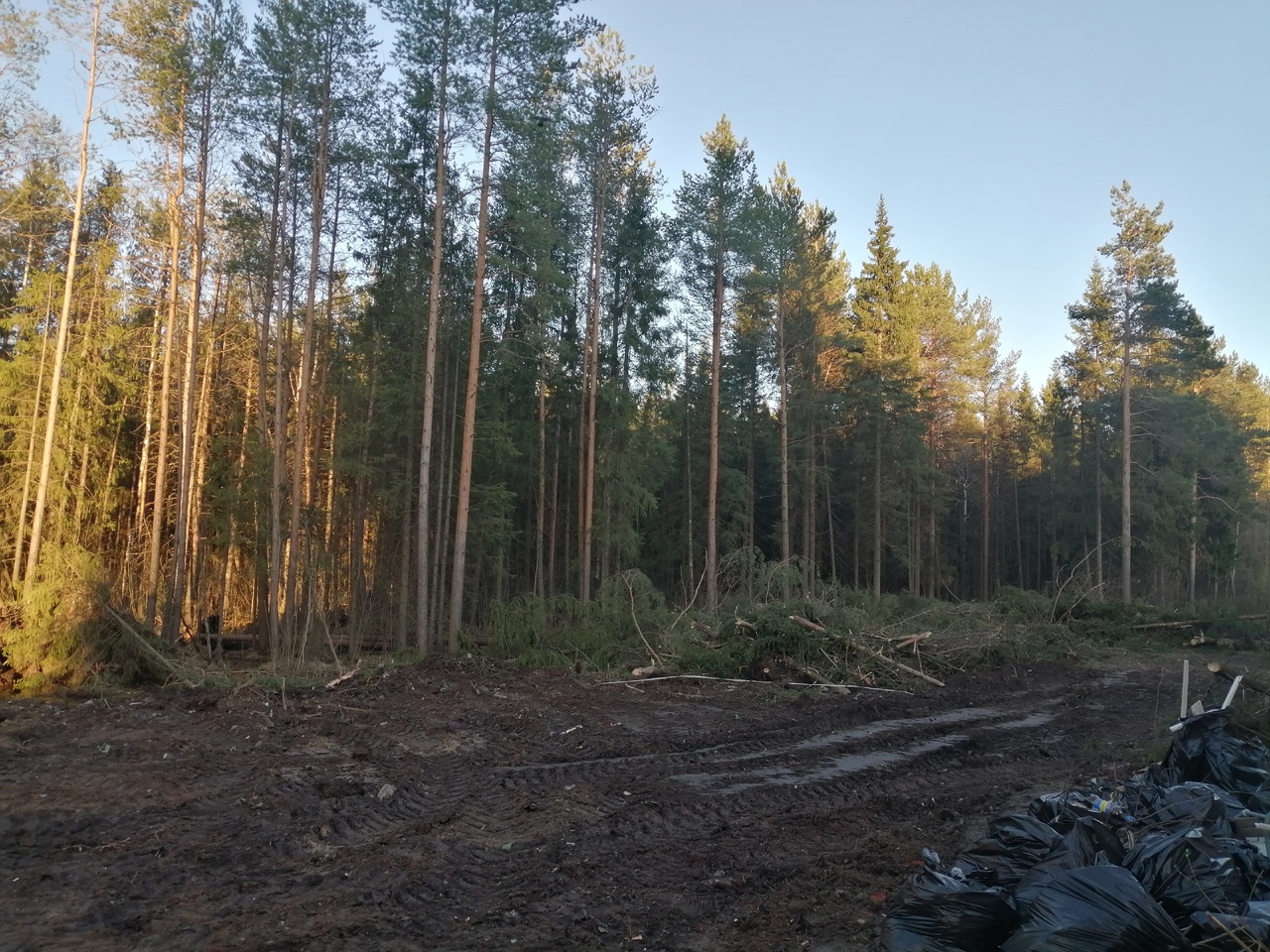 Жителям Коми запретили отдыхать в лесу