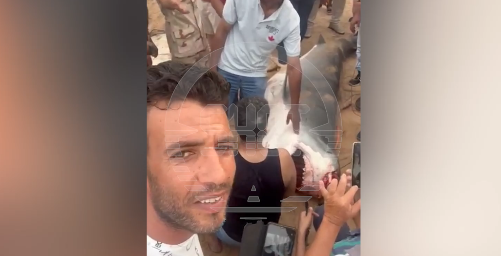 Возле отеля в Египте, где погиб россиянин, поймали акулу-убийцу