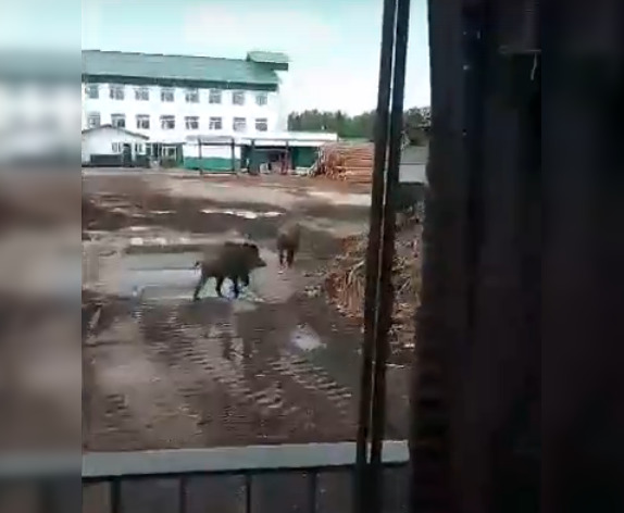 На пилораму под Сыктывкаром пришли два диких кабана
