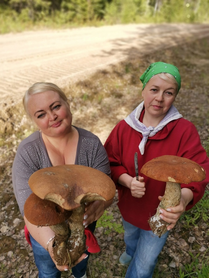 Сыктывкарцы нашли в лесу гигантские грибы