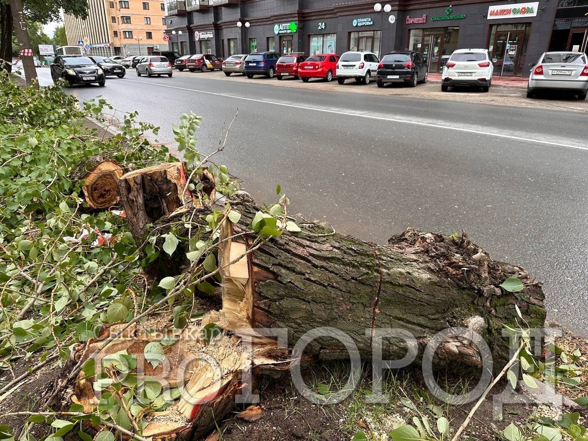 В Сыктывкаре дерево, в которое въехал автобус, срубили