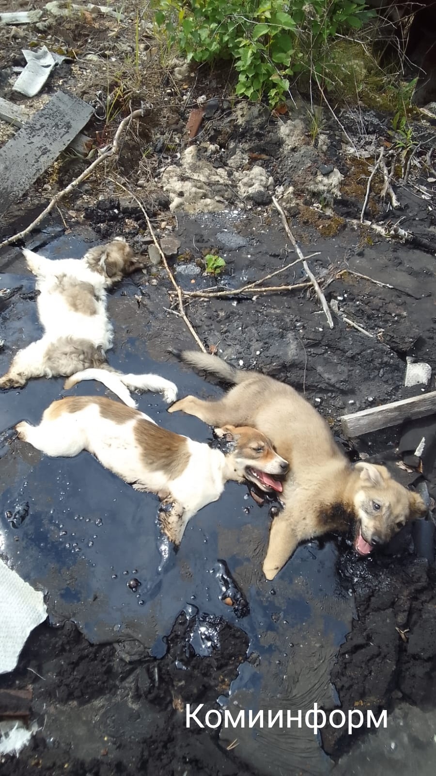 В Коми три щенка двое суток медленно умирали в битумной луже
