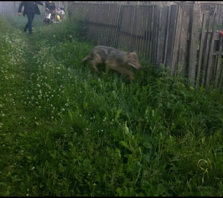За полгода в Коми дикие звери покусали 12 человек