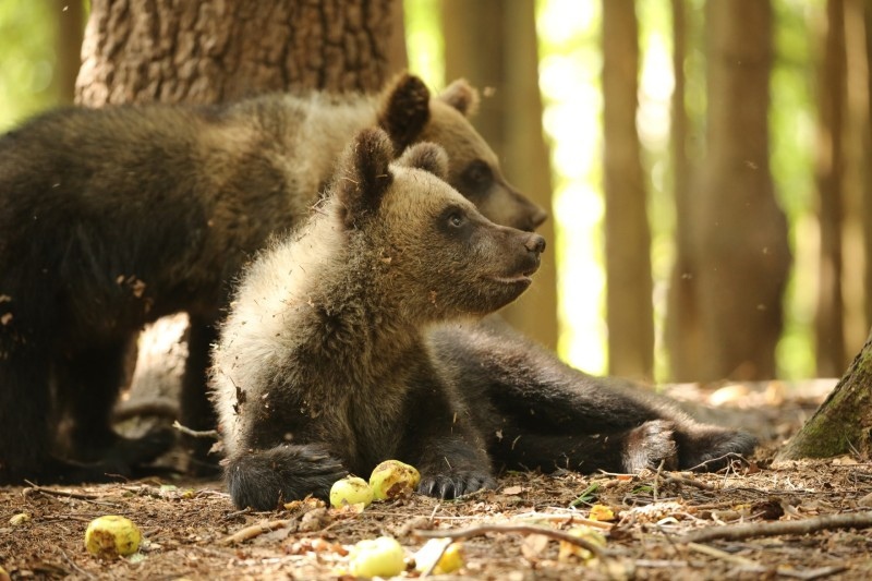 Спасенные в Коми медвежата-сироты обедают яблоками в Твери