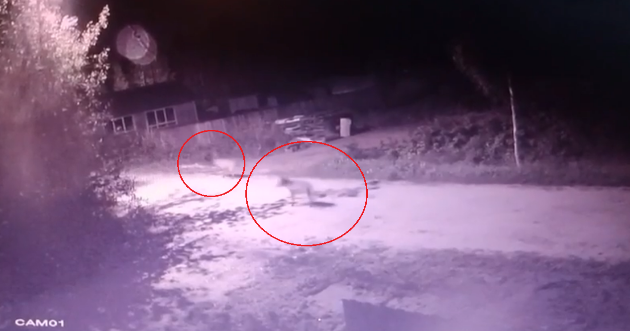 "Нашли только разодранный ошейник": а сыктывкарских дачах объявились волки