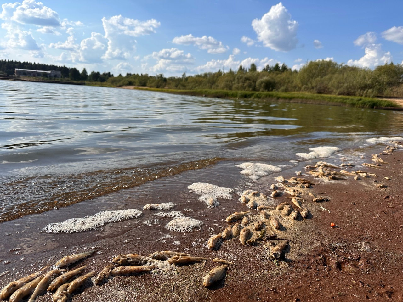 Минприроды Коми взяли на контроль ситуацию с мертвой рыбой в озере Выль-ты