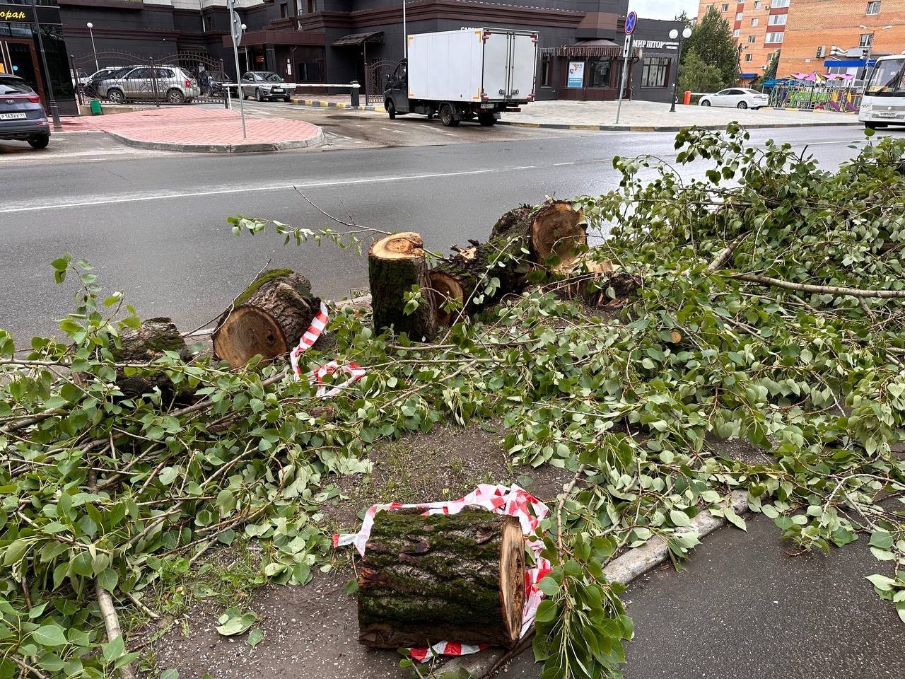 Житель Коми незаконно срубил деревья и пришел в полицию