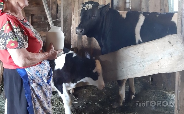 В Усть-Вымском районе волки загрызли 10 бычков