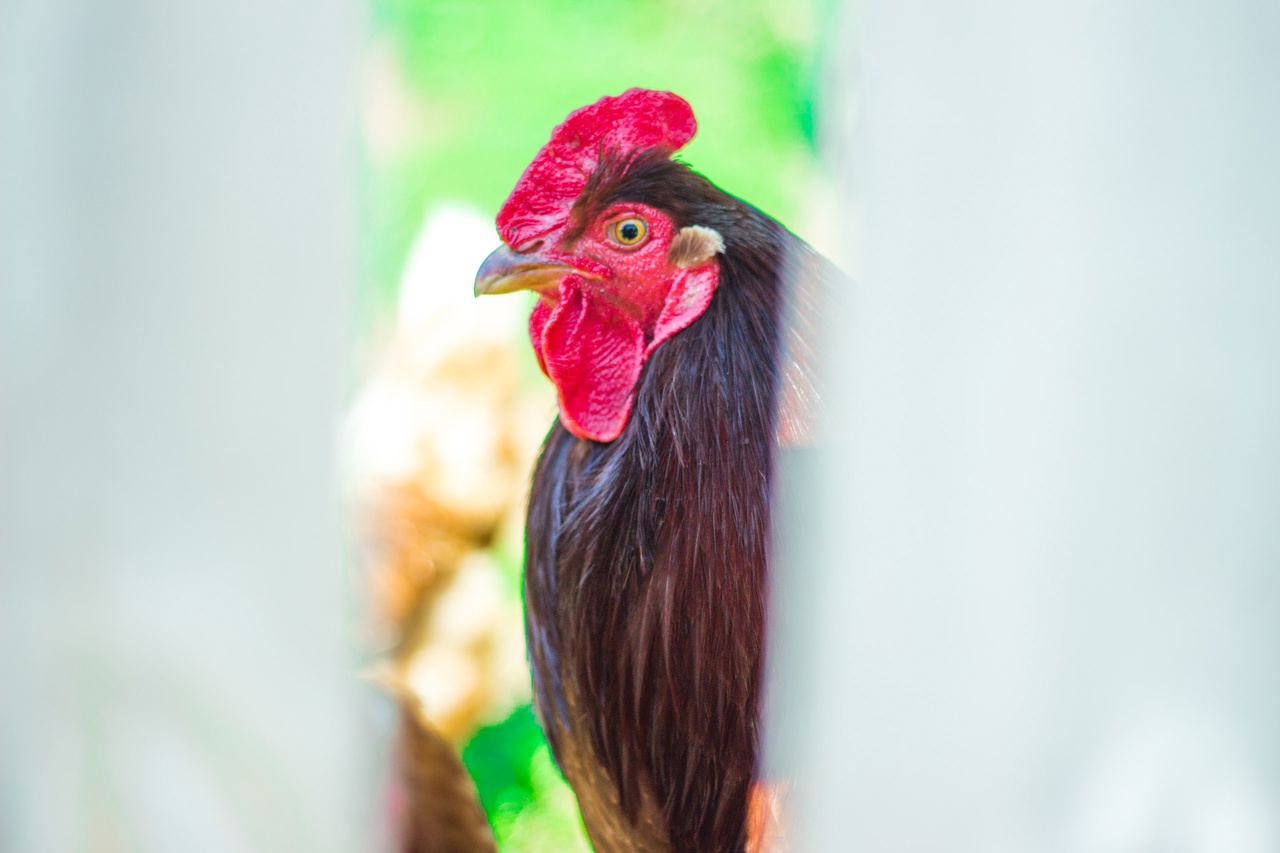 В одном из районов Коми сняли карантин по гриппу птиц