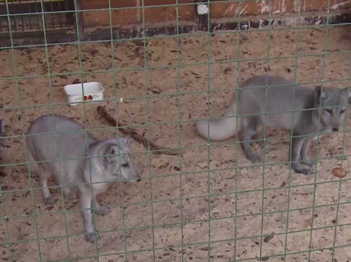 В Детском парке Ухты поселилась пара песцов Паша и Оля