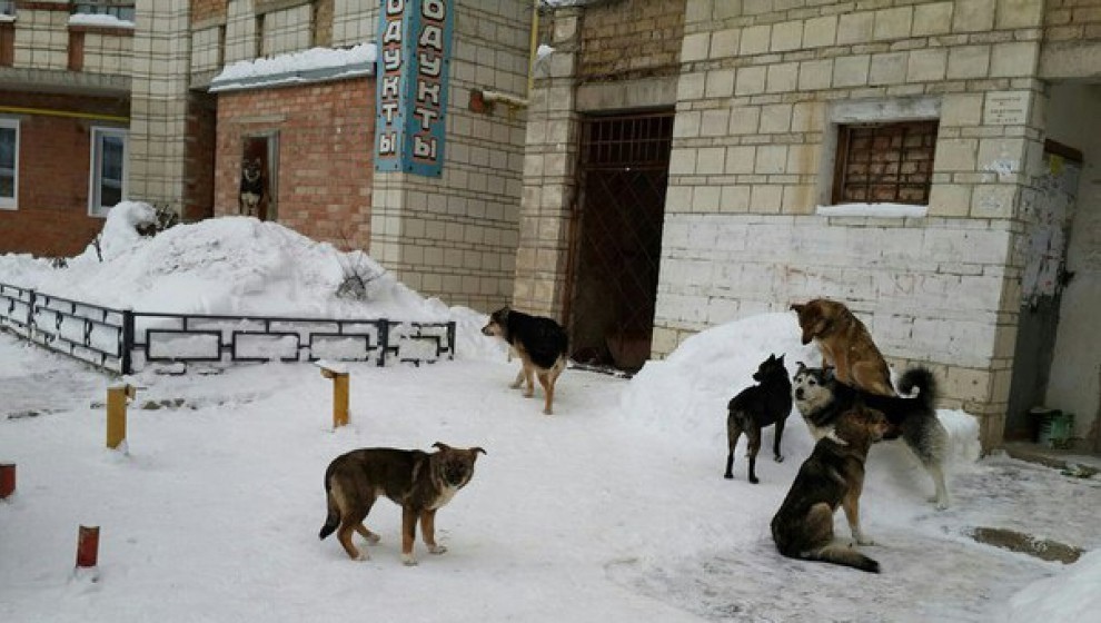 По улицам Коми бегают агрессивные собаки. Люди боятся, что их загрызут