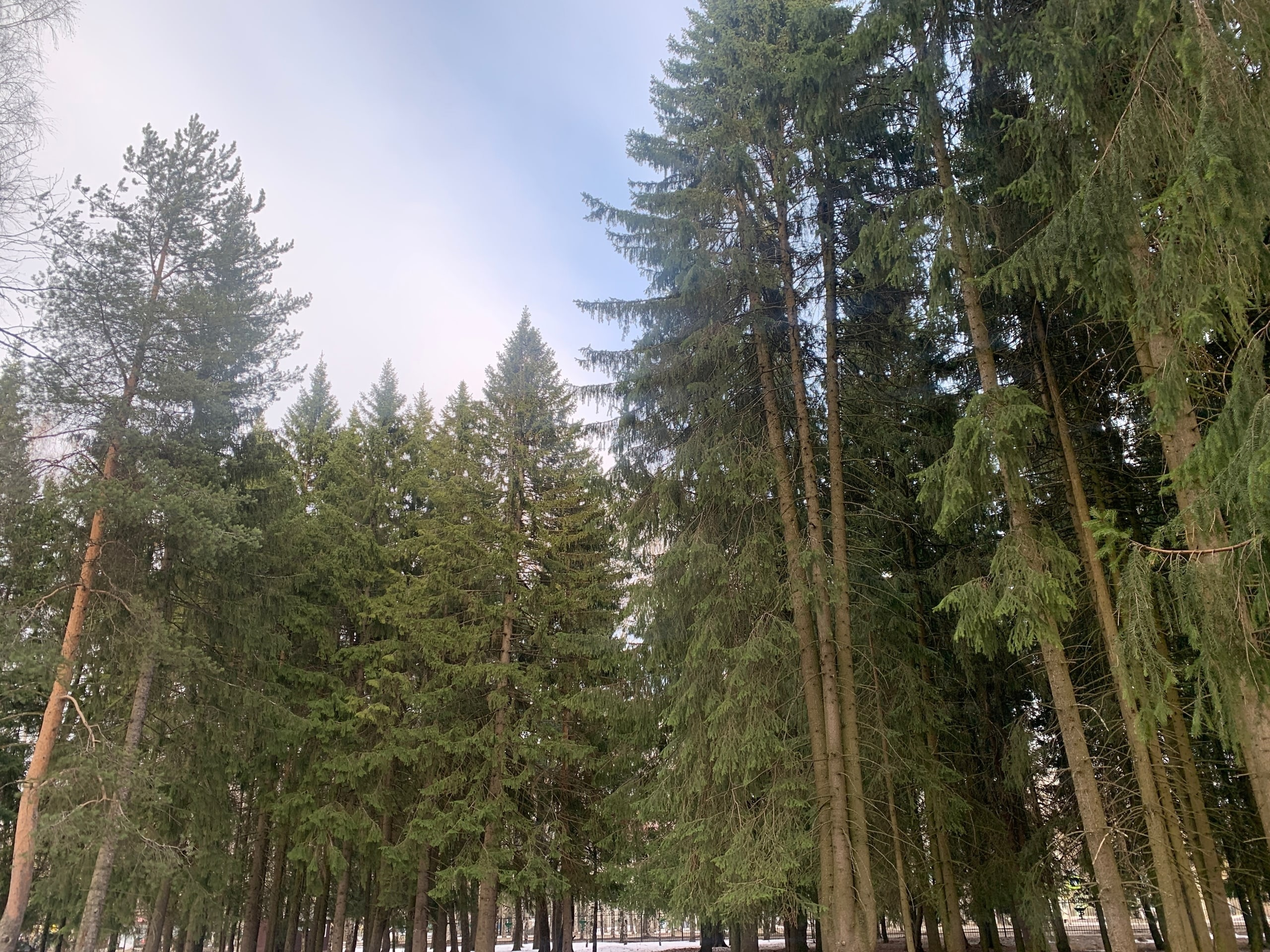В Коми в рамках госзадания посадили и восстановили более 200 гектаров леса
