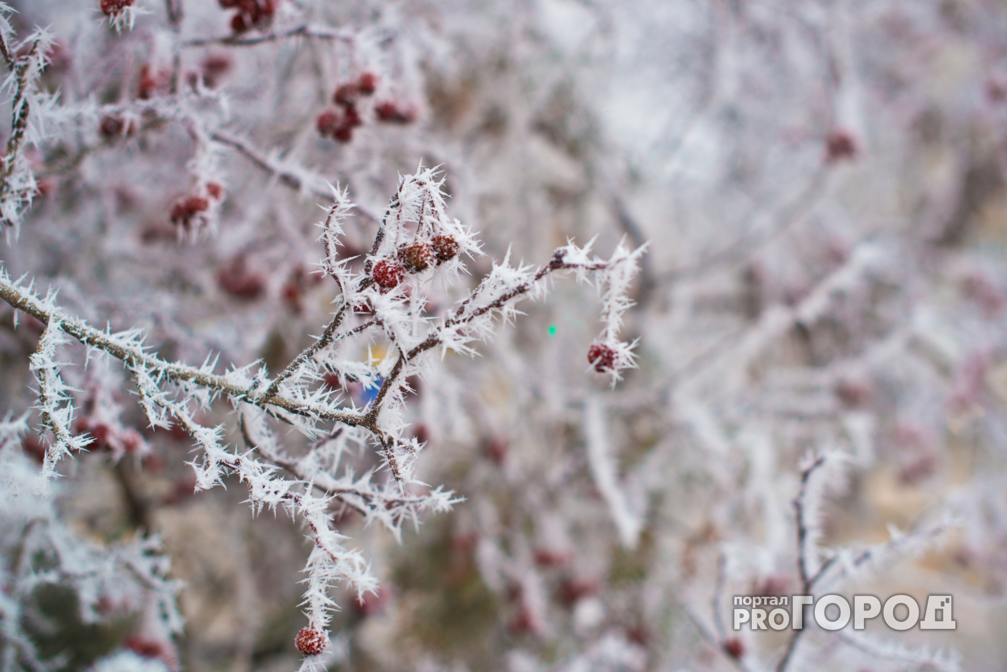До -44 градусов мороза: синоптики дали прогноз на первую неделю декабря в Коми