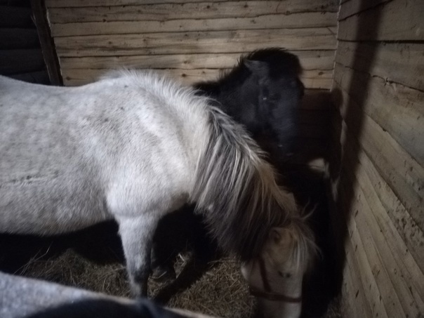 В Ухте выявили очаг инфекционной анемии лошадей: установлен карантин