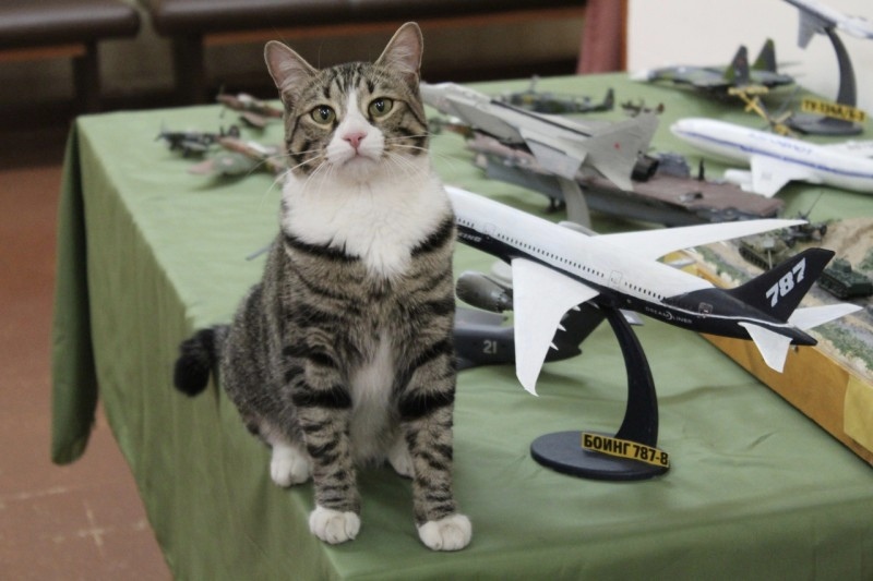 Известный музейный кот из Коми празднует свой первый юбилей