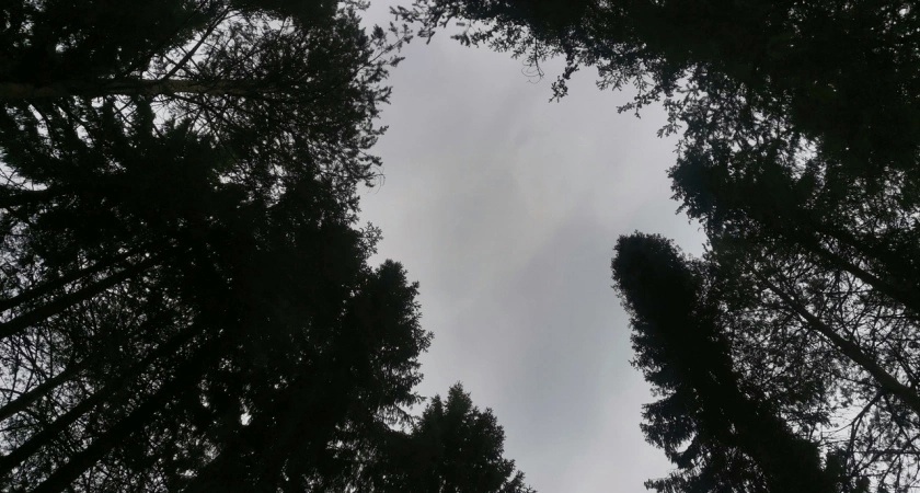 В четырех муниципалитетах Коми в 2024 году соберут информацию о лесах